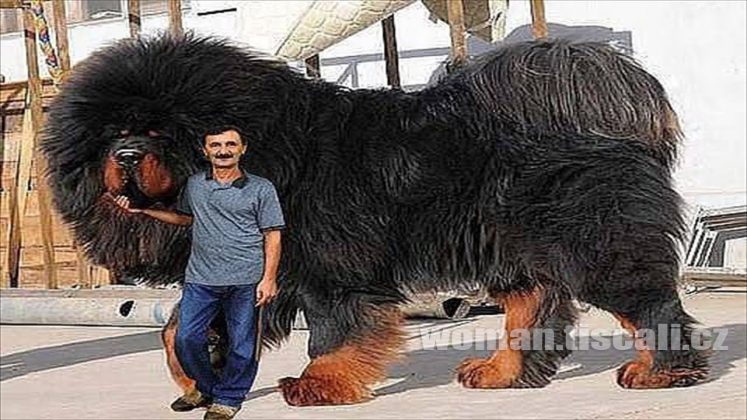 Валерка самые самые самые самые самые. Самые большие собаки. Большая собака в мире. Самые большие собаки на свете. Самый большой собака в мире.