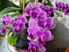 Nikdy nevadnou: Nezalévejte orchideje vodou, ALE TOUTO TEKUTINOU